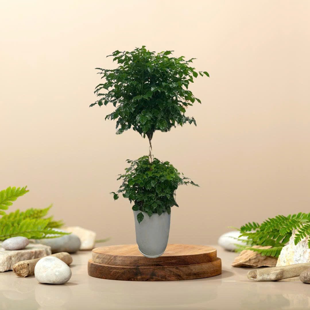 Cây Hạnh Phúc Hai Tầng