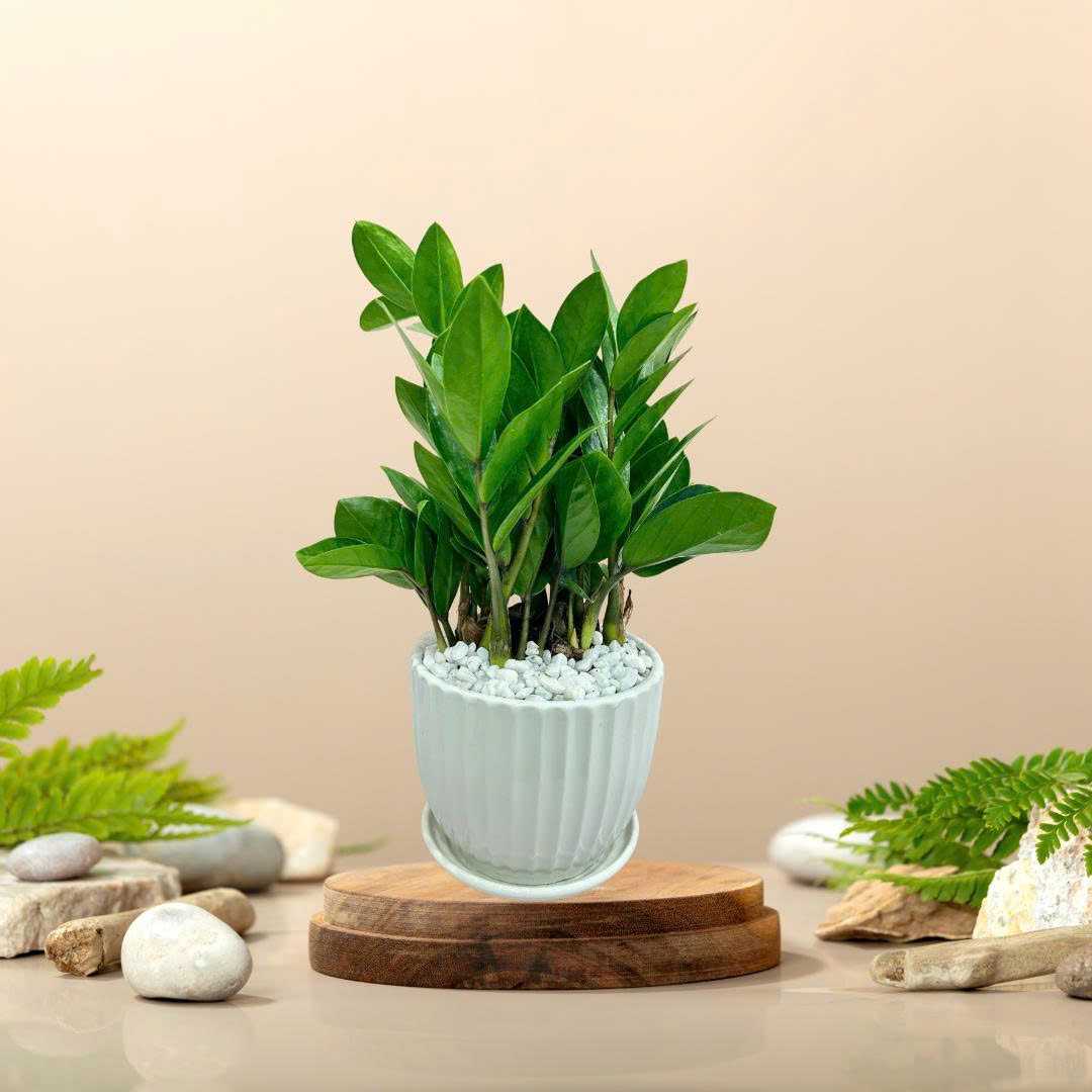 Cây Kim Tiền Để Bàn
