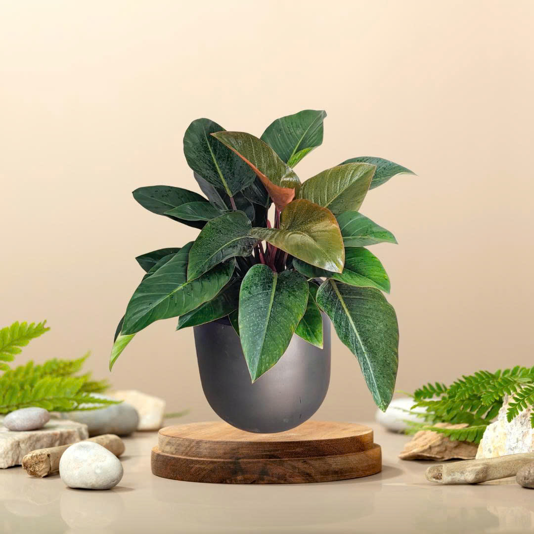 Cây Trầu Bà Đế Vương Đỏ