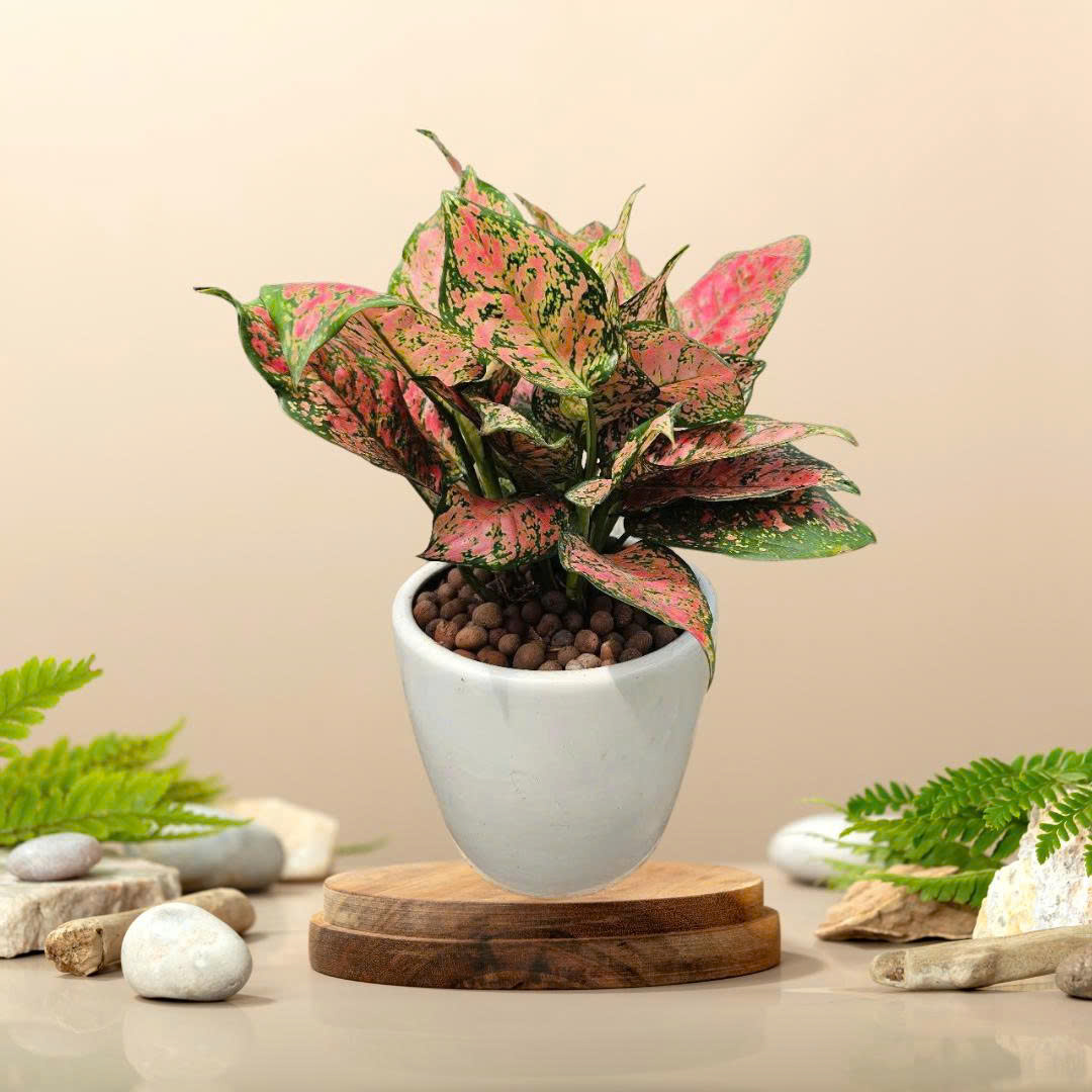 Cây Vạn Lộc