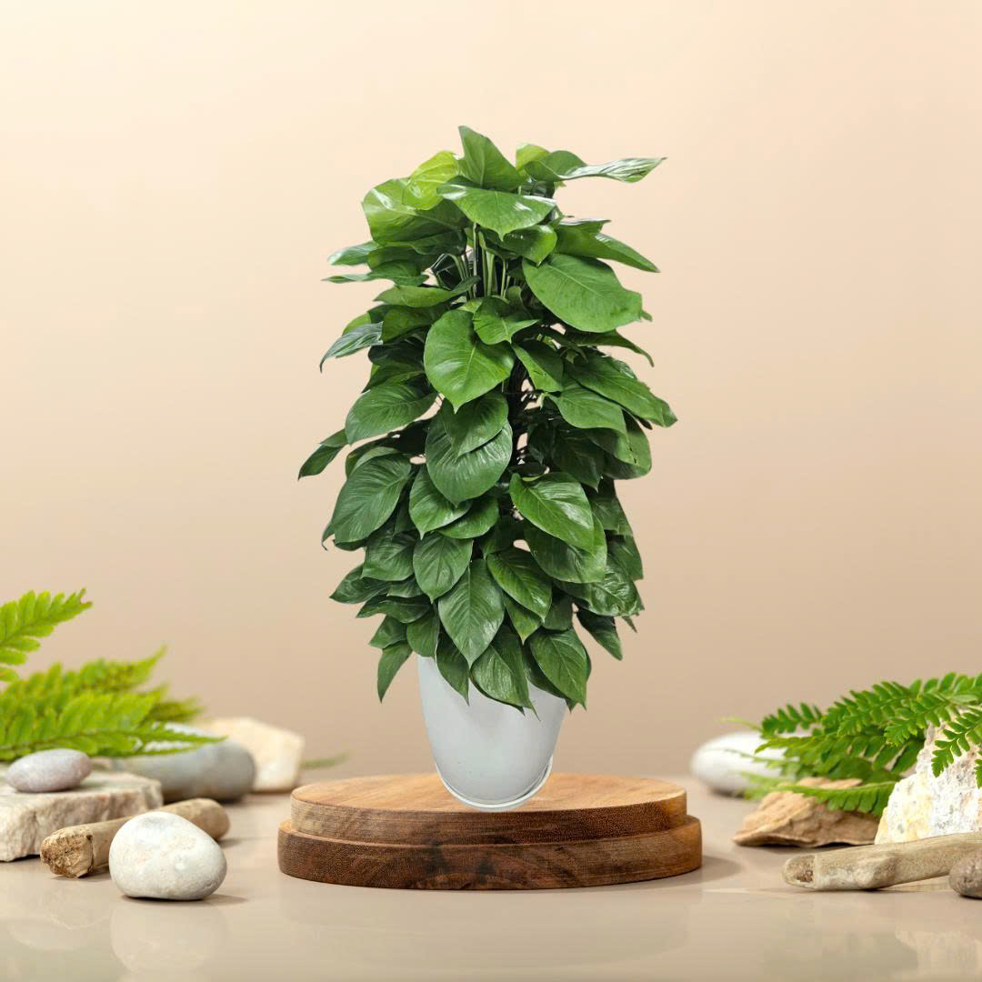 Cây Vạn Niên Thanh Cột