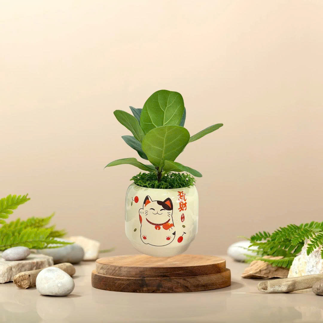 Chậu Cây Bàng Singapore Mini