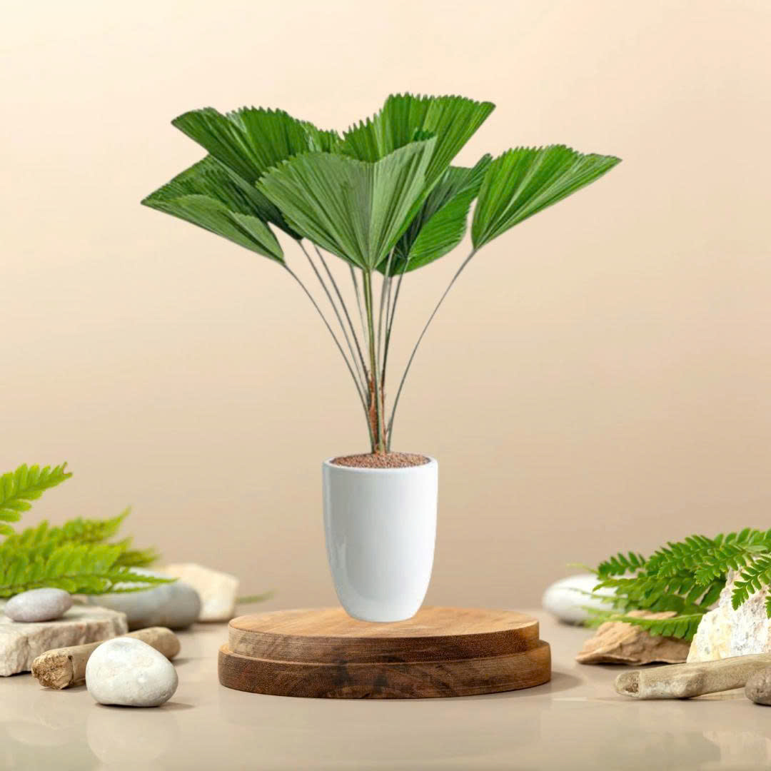 Cây Kè Nhật, Cọ Nhật