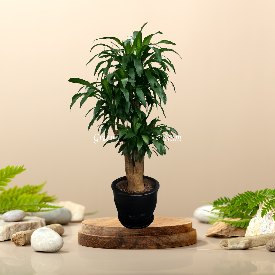 Cây Thiết Mộc Lan Gốc