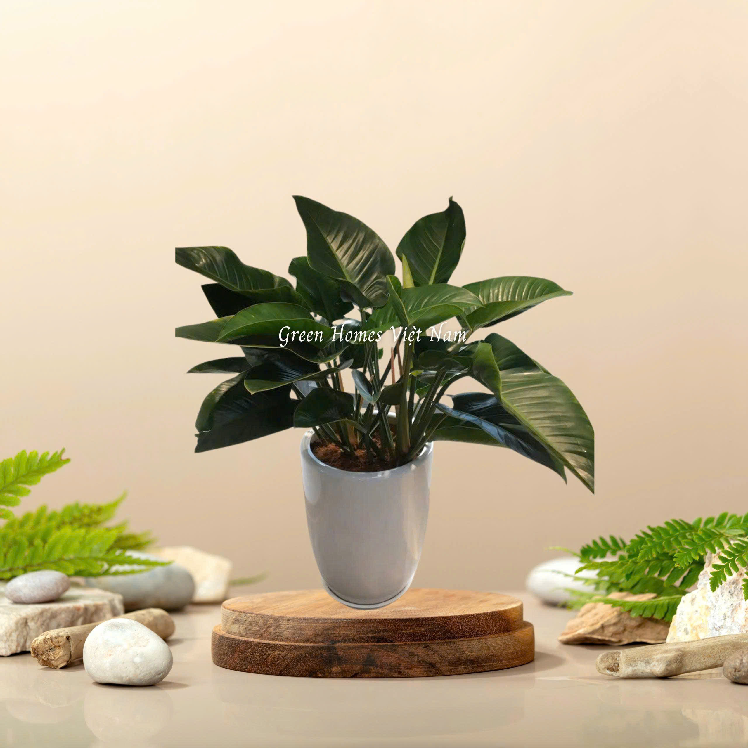 Cây Đế Vương Xanh