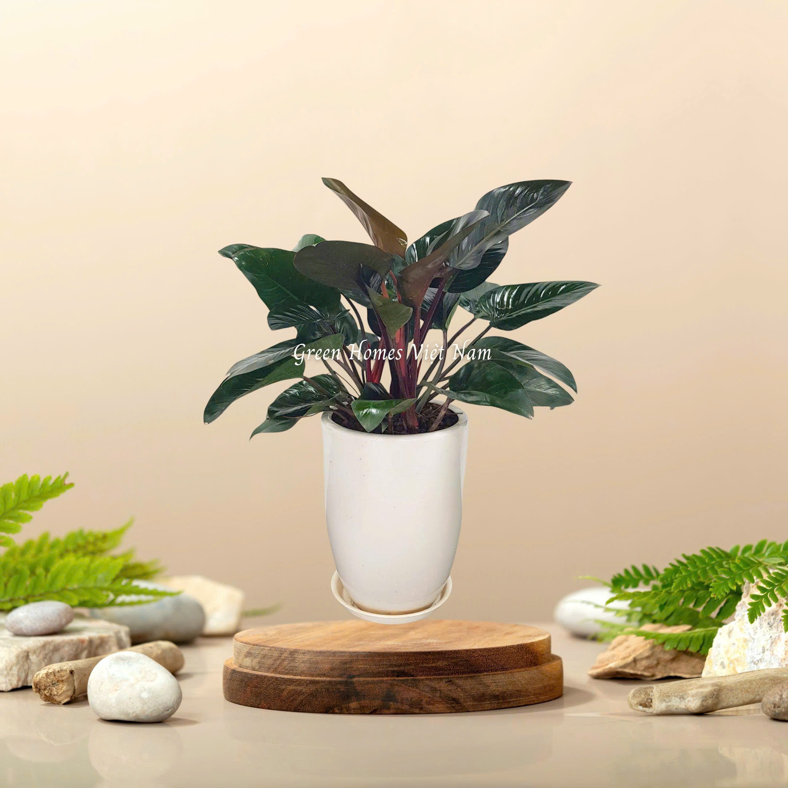 Cây Đế Vương Đỏ