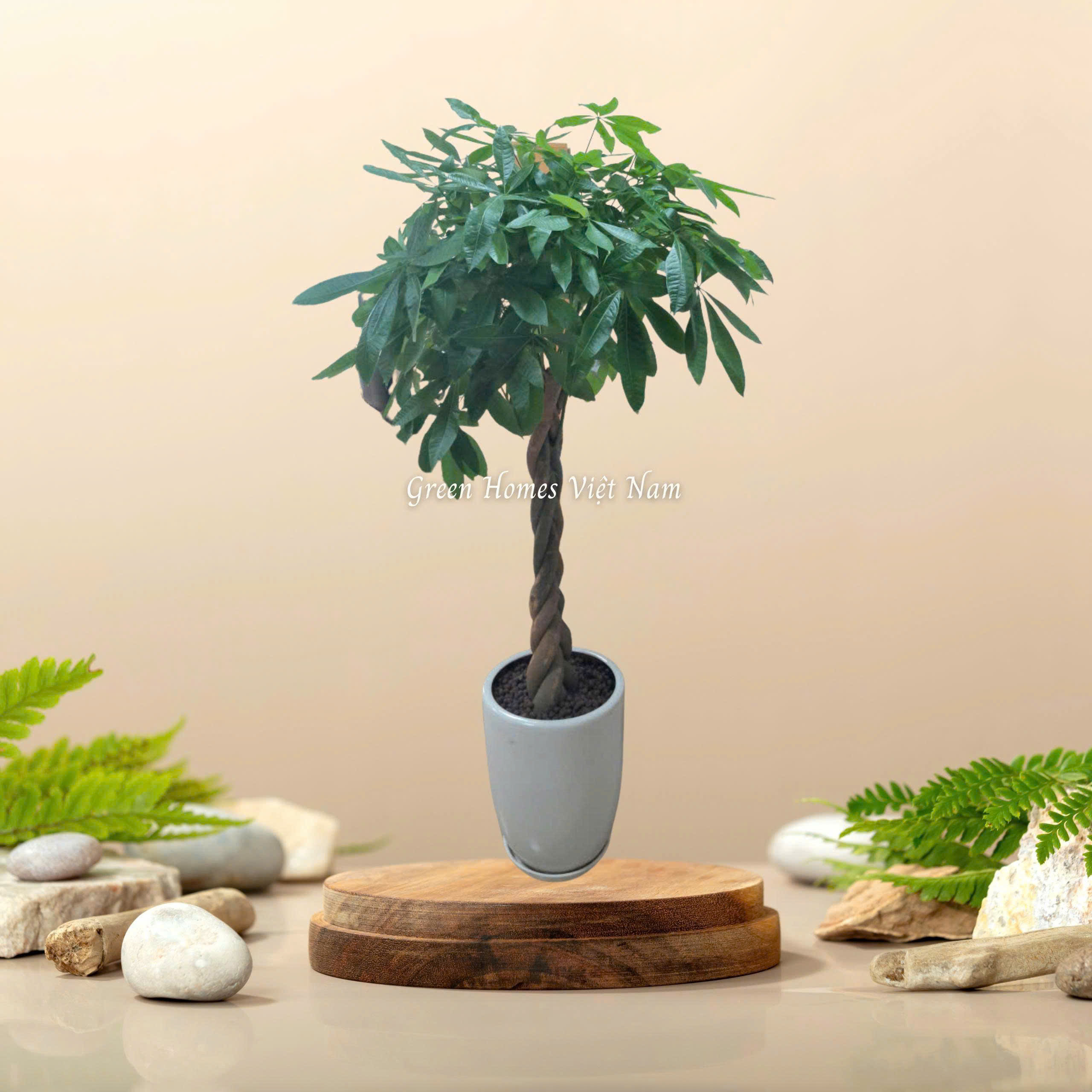 Cây Kim Ngân Tết Đuôi Sam