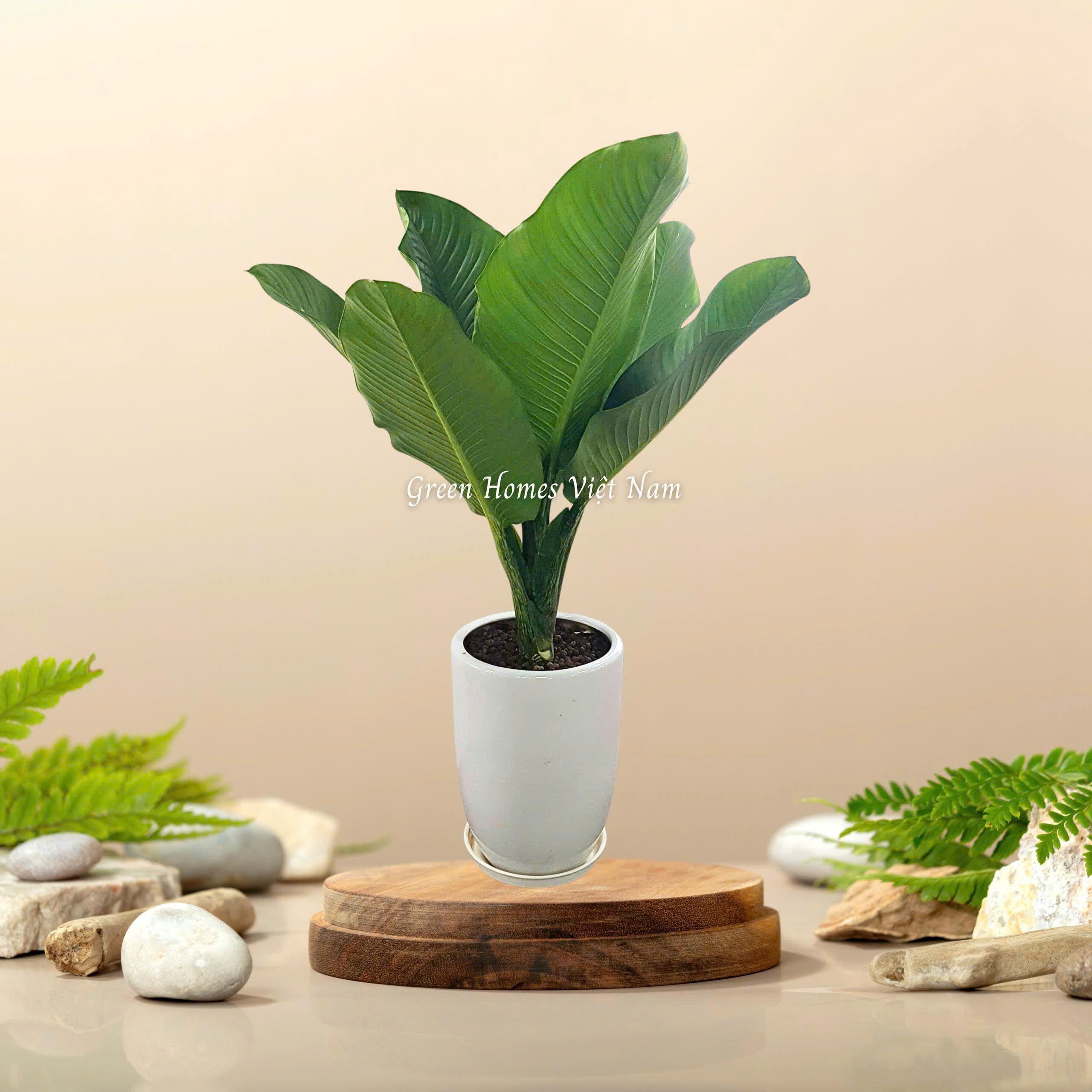 Cây Đại Phú Gia