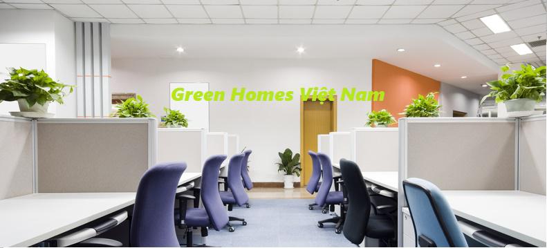 Dịch vụ cho thuê cây cảnh-cây xanh văn phòng tại hà nội