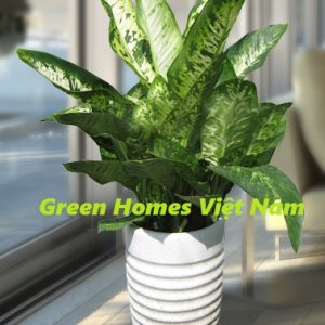 Cây danh dự - Green Homes Việt Nam