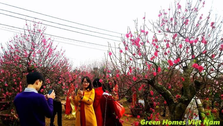Dịch vụ cho thuê cây đào tết - Green Homes Việt Nam